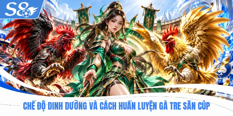 Chế độ dinh dưỡng và cách huấn luyện gà tre săn cúp